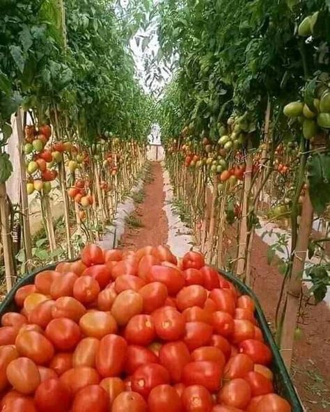 Fruits And Vegetables Pictures, Indoor Farming, Vegetable Pictures, Vegetable Garden Planning, Backyard Vegetable Gardens, Tortellini Soup, Beautiful Fruits, Hydroponics System, Love Garden