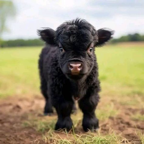 Calf Photography, Miniture Cows, Cow Things, Cow Cakes, Animal Print Background, Cutee Animals, Mini Cows, Baby Farm Animals