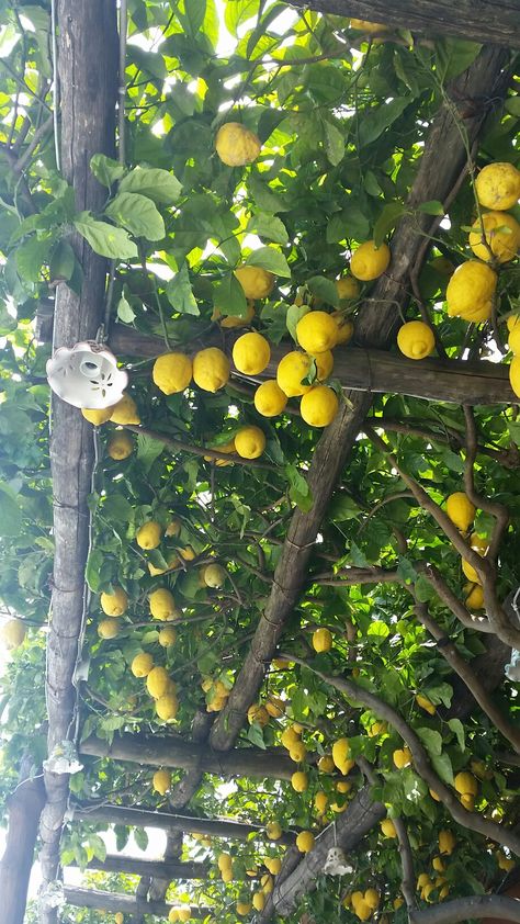 Lemon tree pergola Lemon Tree Pergola, Lemon Pergola, Fruit Tree Aesthetic, Tree Greenhouse, Pergola Landscaping, Tree Pergola, Bedroom Plants Decor, Citrus Tree, Tattoo Plant