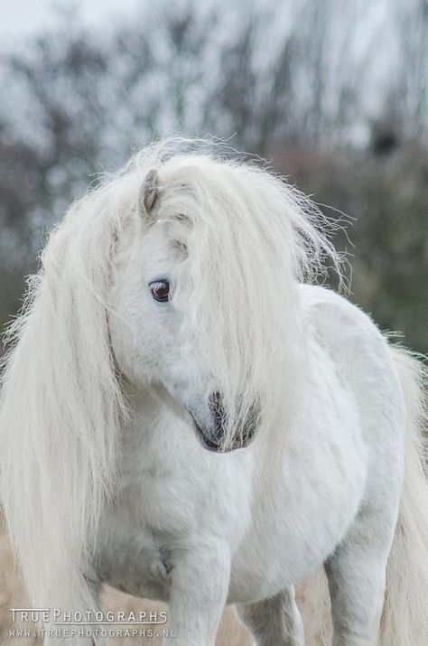 scarlettjane22:  Photo of the Week 12 - © True Photographs 2013 |www.TruePhotographs.nl | all rights reserved Horse White, Pony Breeds, Shetland Pony, Mini Horse, Majestic Horse, Miniature Horse, All The Pretty Horses, Horse Crazy, Kittens And Puppies