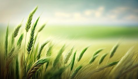 Spring grain the concept of agriculture ... | Premium Photo #Freepik #photo #harvest #crops #wheat-farm #corn-field Farm Background Wallpapers, Crop Background, Harvest Background, Farming Landscape, Agriculture Pictures, Wheat Farm, Farm Background, Agriculture Background, Agriculture Photography