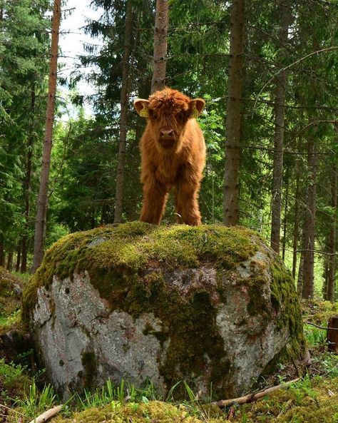 If You Ever Feel Sad, These 10+ Highland Cattle Calves Will Make You Smile Breeds Of Cows, Mini Cows, Baby Highland Cow, Baby Farm Animals, Scottish Highland Cow, Fluffy Cows, Cow Pictures, Brown Cow