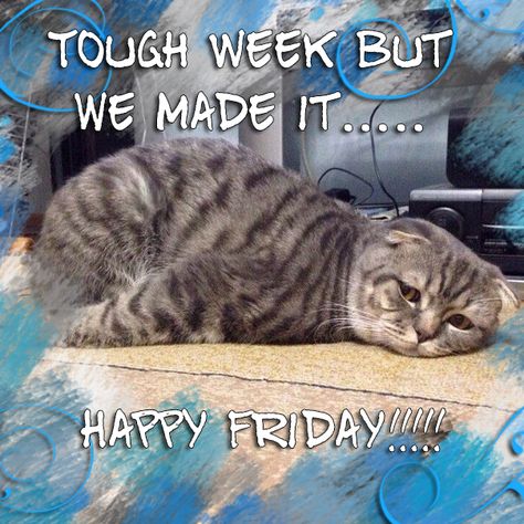 Happy Friday Humour, Good Morning Dog, Friday Pics, Happy Friday Pictures, Humor Books, Friday Cat, Good Morning Cat, Friday Wishes, Friday Meme