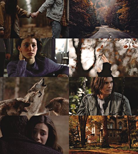 Shiver by Maggie Stiefvater, The Wolves of Mercy Falls The Wolves Of Mercy Falls Aesthetic, Shiver By Maggie Stiefvater, Shiver Maggie Stiefvater Aesthetic, Shiver Maggie Stiefvater, The Wolves Of Mercy Falls, Maggie Stiefvater, White Wolf, I Fall In Love, Wolves