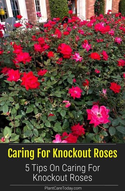 Knockout Roses Care: How To Care For Knock Out Roses. Did you know that Knockout Rose care is so easy, many believe the Knock Out helped save the popularity of roses? #roses #flowers #floweragarden #gardening Double Knock Out Roses Landscape Ideas, Knockout Roses In Landscaping, Knockout Roses Care, Pruning Knockout Roses, Knockout Rose Tree, Double Knockout Roses, Rose Bush Care, Knock Out Roses, Fall Landscaping