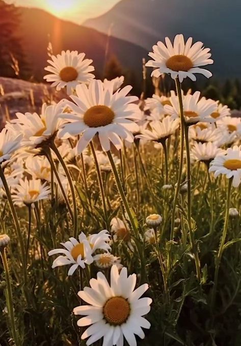 Daisy Pictures Flower, Nature Up Close, Daisy Collage, Daisy Flower Aesthetic, Daisy Flower Field, Daisies Aesthetic, Daisy Aesthetic, Daisy Plant, Garden Of Lights