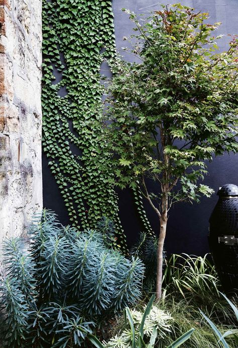 Small Courtyard Garden, Exterior Garden, Small Courtyard, Sandstone Wall, Small Courtyard Gardens, Courtyard Gardens Design, Homes To Love, Cottage Garden Design, Small Courtyards