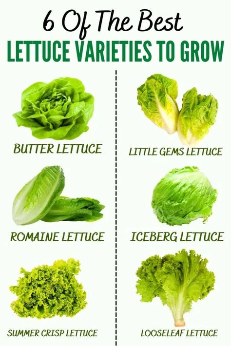 HOW TO GROW LETTUCE IN PLASTIC BOTTLES? – Slick Garden Gardening In Plastic Containers, Vertical Lettuce Garden Diy, Planting Lettuce In Pots, Best Lettuce To Grow In Garden, Growing Romaine Lettuce In Containers, How To Grow Iceberg Lettuce, Grow Lettuce In Container, Lettuce Planting How To Grow, How To Grow Lettuce Indoors