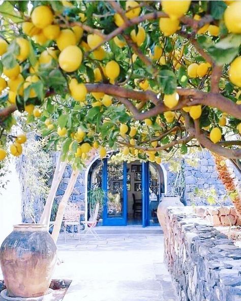 Yard Basics on Instagram: “Wouldn’t it be utterly blissful to walk under the lemon trees 🍋to the blue door, 🦋and back, 😍and repeat... 💚🤗 repost from  @anastasiaprotas…” Italian Party, Spring Events, Citrus Plant, Amalfi Italy, Amalfi Coast Italy, Vacation Mood, Europe Map, Orange Tree, Destination Voyage