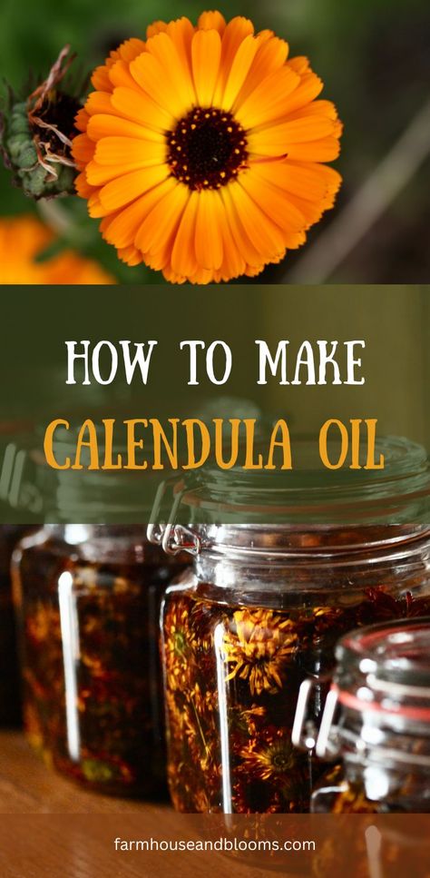 two pictures, one of a calendula flower, and one of calendula flowers infusing in oil Flower Infused Oil, Infused Oil Recipes, Healing Tea Recipes, Calendula Infused Oil, Calendula Tea, Arnica Oil, Calendula Flowers, Healing Tea, Infused Oil