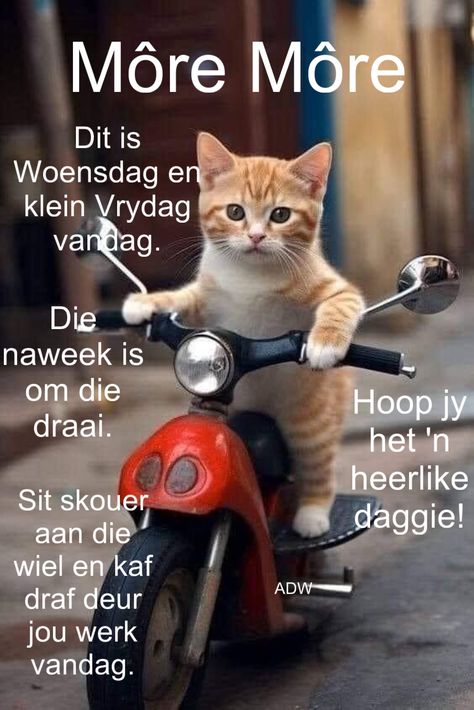 Woensdag Wense Afrikaans, Night Quotes, Good Night Quotes, Good Night, Good Morning, Humor, Van, Funny, Quotes