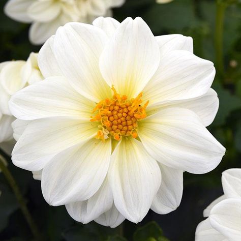 Figaro™ White Dahlia Growing Dahlias, Summer Plants, Cut Flower Garden, Moon Garden, Attract Butterflies, Annual Flowers, Tall Plants, Dahlia Flower, Garden Seeds