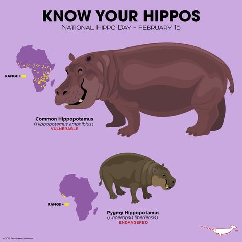 Know Your Hippos Hippopotamus Anatomy, Hippo Facts, Human Hungry Hippos, Hippopotamus Concept Art, Hippopotamus Photography, Pygmy Hippopotamus, Animal Infographic, Animals Information, Fun Facts About Animals