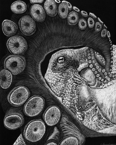 Sea Life Photography, Scratch Board Art, Scratch Art Ideas, Ampersand Art, Kraken Art, Scratchboard Art, Octopus Art, Scratch Art, Just Black