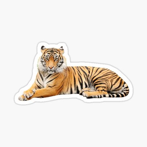 "Tiger" Sticker by rooroor | Redbubble Tiger Sticker, Save The Sharks, Tiger Gifts, Fierce Animals, Bull Shark, Iphone Stickers, Tiger Shark, Blue Shark, Bengal Tiger