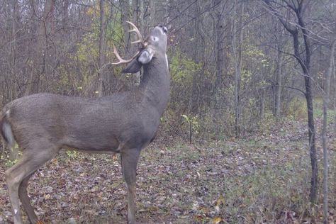 Craig Raleigh Since we all know that eventually, inevitably whitetail deer smell everything that is floating on the air within their range, then we should be on a continual search to omit those items that will spook them and send them into the next county. So, let's look at a few of the things that we may […] The post 6 Smells That Will Spook a Deer appeared first on Wide Open Spaces. Peanut Butter Deer Bait, Hunting Property Ideas, Processing A Deer, Where To Shoot A Deer, Whitetail Deer Hunting Tips, Deer Cleaning Station, Deer Antler Decor Ideas, Deer Bait, Hunting Hacks