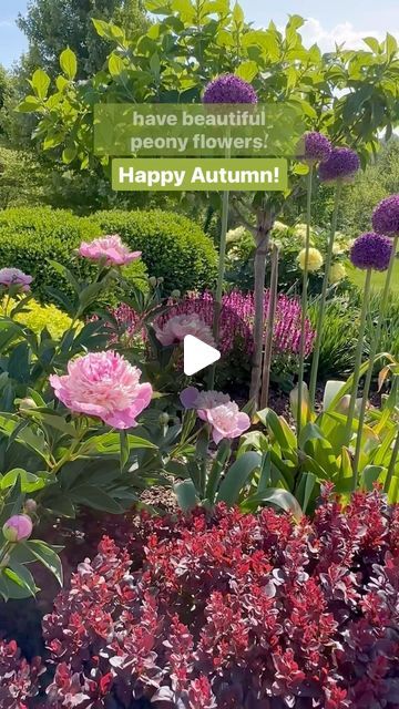 Joy in the Garden 🌸Joyce Merschman Ludlow on Instagram: "Late fall is the time to cut back all of the foliage on your peonies to prevent the spread of disease. 

* The stems should be cut back at or near ground level. 
* The dead foliage may contain fungal spores that aren’t visable to the naked eye, so don’t compost the foliage.

Two common fungal diseases of peonies are leaf blotch and powdery mildew. Both can cause issues if foliage remains throughout winter into spring.

I will admit I have a love affair with peonies! I think they turn my gardens into a beautiful painting in late spring. I tend to tuck them in where I can find a little space. I have three Itoh Peonies and one traditional herbaceous peony. 
* Itoh Bartzella
* Itoh First Arrival
* Itoh Smith Family Yellow
* Traditional Alertie Peony, Cora Louise Itoh Peony, Winter Into Spring, Peony Itoh, Herbaceous Peony, Itoh Peonies, Peonies Season, Smith Family, Yellow Traditional