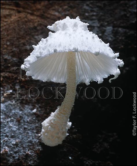 Leucocoprinus cretaceus-fungal lace!  Taylor Lockwood Cool Looking Mushrooms, Mushrooms Unique, Mushroomcore Aesthetic, Cool Mushrooms, Pretty Mushrooms, Fairytale Mushroom, Nature Mushrooms, White Mushroom, Mushroom Pictures