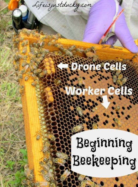 10 Things To Know Before You Start Beekeeping - Life Is Just Ducky Bee Hive Plans, Backyard Bee, Beekeeping For Beginners, Raising Bees, Backyard Beekeeping, Bee Boxes, Bee Farm, Bee Keeper, Bee Mine