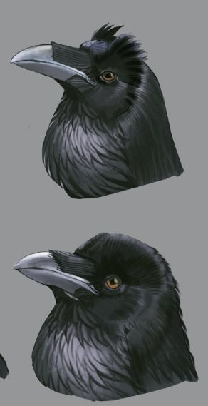 Raven Character Design, Raven Character, Raven Drawing, Animal Anatomy, Creative Drawing Prompts, Drawing Prompt, Anatomy Reference, Creative Drawing, Ravens