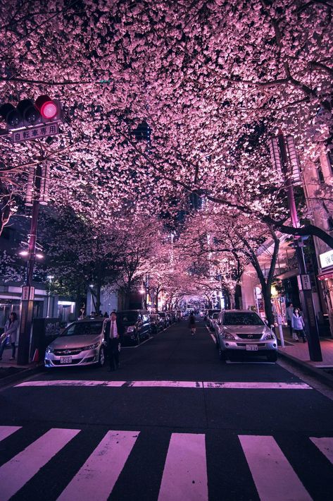 11:11 on Twitter: "Pink cherry blossoms in Japan… " Cherry Blossom Wallpaper, Cherry Blossom Japan, Backgrounds Aesthetic, Japan Photography, New Retro Wave, Japan Aesthetic, Aesthetic Japan, Japanese Cherry Blossom, Foto Art