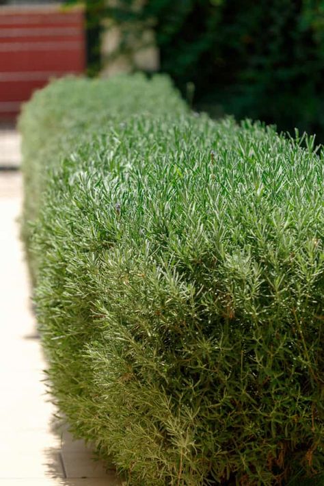 Rosemary And Lavender Hedge, Growing Rosemary Outdoors, Rosemary In Garden, Rosemary Companion Plants, Rosemary Shrub, Rosemary Hedge, Edible Hedge, Garden Makeover Ideas, Outdoor Shrubs