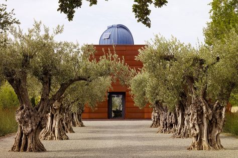 Landscape architect Andrea Cochran used an allée of mature olive trees at Stone Edge Farm and Vineyards, in Sonoma, California, to frame a view of a celestial observatory on the property. Andrea Cochran, Olive Trees Landscape, Stone Edge, Olive Grove, Mediterranean Landscaping, Modern Landscape Design, Landscape Architecture Design, Old Trees, Mediterranean Garden