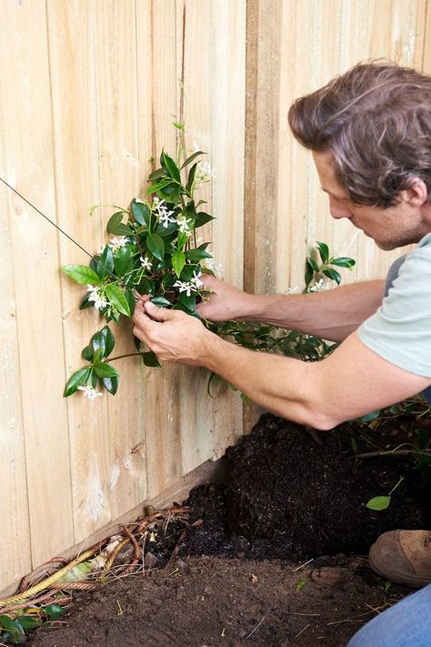 How to make a pretty wire trellis for your garden | Better Homes and Gardens Jasmine Trellis Wall Climbing Vines, Garden Wire Trellis, Garden Wall Decoration Ideas Outdoor, Jasmine Wire Trellis, Diamond Vine Trellis, Jasmine Climber Trellis, Jasmine Espalier Wall, Trellis For Climbing Plants, Star Jasmine Espalier