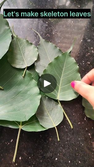 Facebook Resin Leaves Diy, Dry Leaf Art Ideas, Leaf Skeleton Art, Peepal Leaf Art, Skeletonized Leaves, Skeleton Leaf Art, Ocean Vbs Decorations, Leaf Crafts Kids, Fall Leaf Crafts