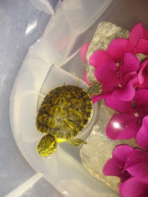 Pet Reptiles Aesthetic, Turtle Pet Aesthetic, Pet Turtle Aesthetic, Turtle Aesthetic, Turtle Pet, Musk Turtle, Red Eared Slider, Just Keep Swimming, Pet Turtle