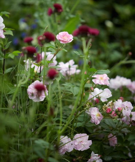 Designing a rose garden: for naturalistic and formal schemes | Palette Garden, Rose Garden Landscape, English Garden Design, Rose Garden Design, Herbaceous Border, Rose Varieties, Paradise Garden, Types Of Roses, Modern Garden Design