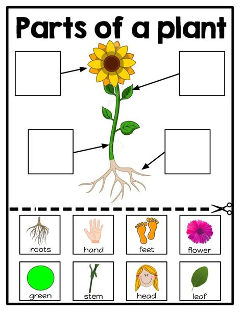 parts of a plant worksheets Part Of Plant Worksheet, Plants Literacy Activities Preschool, Parts Of A Plant Activities Kindergarten, Parts Of The Plants For Kids, Parts Of A Plant Preschool, Parts Of Plants Activities For Kids, Parts Of A Plant Craft, Part Of Plants Activities, Parts Of A Plant Worksheet