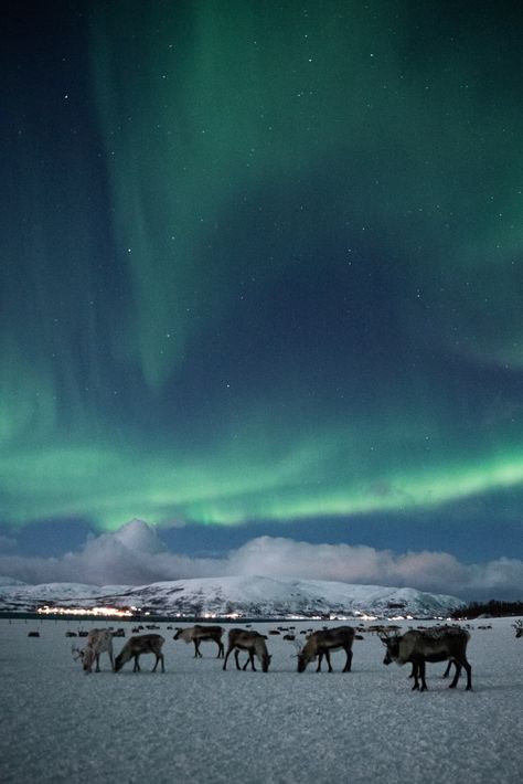 Reindeer Sledding - Chances of Northern Lights | Go Fjords Northen Lights Iceland, Northern Lights Switzerland, Northern Lights Tromso, Tromso Norway Northern Lights, Norway Reindeer, Norway Northern Lights, Fjords Norway, Tromso Norway, Norwegian Fjords