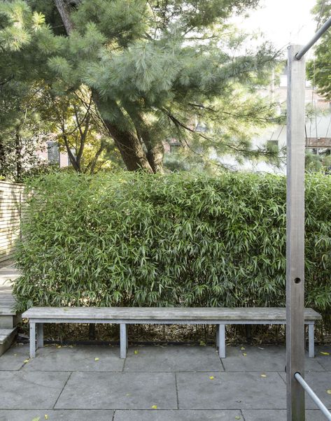 Privacy Landscaping: How to Use Plants in a City Garden - Gardenista Bamboo Water Fountain, Bamboo Hedge, Japanese Inspired Garden, Privacy Plants, Small Courtyard Gardens, Privacy Landscaping, Japanese Garden Design, Garden Privacy, Garden Screening