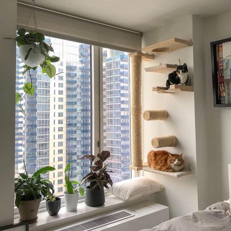 Cat Friendly Studio Apartment, Cat Playroom, Cat Station, Diy Cat Wall, Oreo Ideas, Katt Diy, Cat Apartment, Cat Room Decor, Katt Grejer