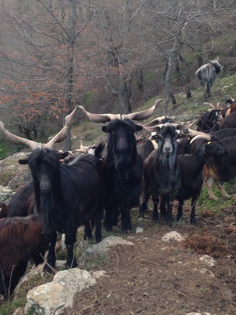 Garganica goats on my family farm   www.altiramisu.com Goat Herder, Family Farm, My Family, Agriculture, Goats, Art Reference, Cottage, Animals, Quick Saves