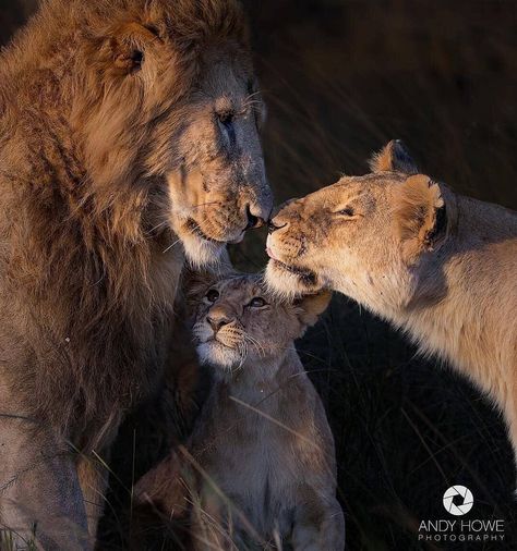 Father, mother and child.💫 Photo by @andyhowephotography #wildliveplanet I Love Family, Lion Family, Beautiful Lion, Lion Love, Lion Images, Lion Pictures, Cheetahs, Love Family, Cat Care