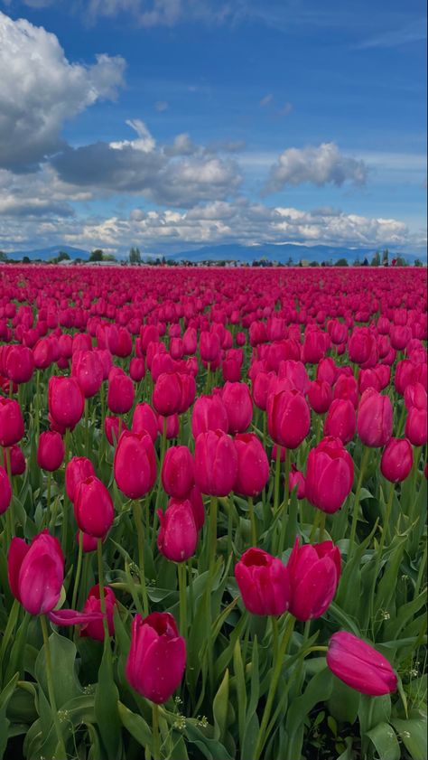 Lockscreen Wallpaper Flowers, Tulip Aesthetic, Aesthetic Lockscreen Wallpaper, Flowers Farm, Flower May, Field Background, Background Instagram, Field Wallpaper, Birthday Wishes Flowers