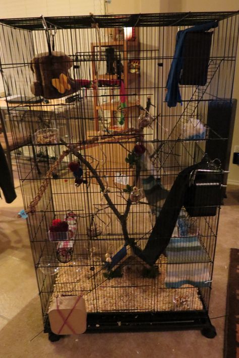 Flying Squirrel Cage Pimped Out Squirrel Cages Indoor, Squirrel Habitat Diy, Squirrel Habitat, Pet Squirrel Cage Ideas, Squirrel Cage Ideas, Rat Cage Decor, Flying Squirrel Cage, Baby Squirrel Care, Regal Jumping Spider Enclosure