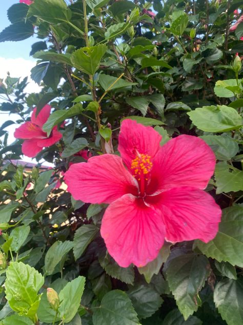 Music Is Better Than People, Hibiscus Aesthetic, Coastal Western, Fav Flower, Hibiscus Garden, Preppy Prints, Flower Hibiscus, Pink Hibiscus, Hawaii Life