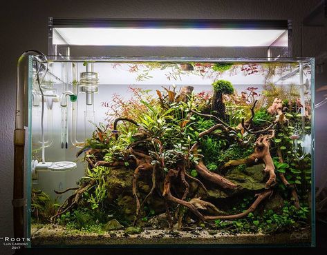 𝐀𝐪𝐮𝐚𝐬𝐜𝐚𝐩𝐞𝐍𝐋 on Instagram: “Such an awesome scape with spiderwood ------------------------------------------------ #aquascape #aquarium #aqua #aquascaping #wood #grass…” Fish Tank Terrarium, Aquascape Design, Aquarium Driftwood, Aquarium Terrarium, Fresh Water Fish Tank, Aquarium Landscape, Nature Aquarium, Gallery Ideas, Aquascape Aquarium