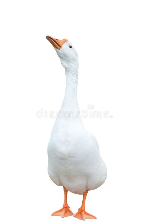 White goose. Cute white goose on isolated background , #SPONSORED, #Cute, #goose, #White, #background, #isolated #ad Goose Reference, Goose Photo, Geese Photography, Goose Drawing, Cute Goose, Bunny Painting, White Goose, Bird Wings, Embroidered Clothes