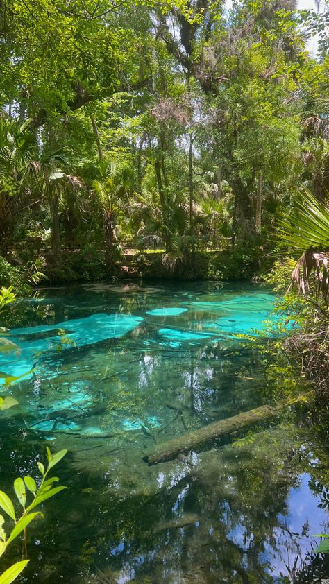 Mangroves Aesthetic, Lake Wallpaper Aesthetic, Bright Nature Wallpaper, Florida Mangroves, Beautiful Scenario, Mangrove Trees, Nature Core, Taman Air, Hawaii Trip