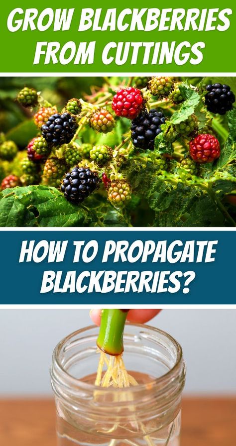 GROW BLACKBERRIES FROM CUTTINGS - HOW TO PROPAGATE BLACKBERRIES? Blackberries In Pots, How To Propagate Blackberries, Propagating Blackberry Plants, Blackberry Propagation, Propagate Blackberries, Blackberry Growing, How To Grow Blackberries, Grow Blackberries, Garden Berries