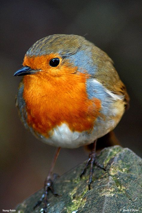 Young English Robin English Robin, European Robin, Robin Bird, Kinds Of Birds, All Birds, Backyard Birds, Bird Pictures, Pretty Birds, Bird Photo