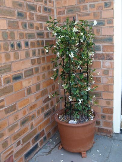 Jasmine approximately 1metre high ... Star Jasmine On Trellis, Star Jasmine Trellis Pot, Star Jasmine Balcony, Pot With Trellis, Jasmine Potted Plant, Potted Jasmine Plant, Star Jasmine In A Pot, Star Jasmine In Pots, Jasmine Vine Trellis