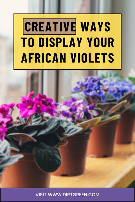 Find innovative and creative ideas for displaying African violets in your home. Transform your space with these beautiful and stylish display options. #PlantDisplay #HomeDecor #AfricanViolets #IndoorPlants African Violet Centerpieces, Diy African Violet Pots Self Watering, African Violet Collection, African Violet Display Ideas, African Violet Aesthetic, African Violets Care, African Violet Display, Houseplant Display Ideas, House Jungle