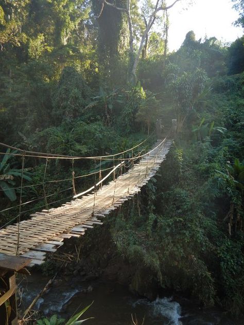 Mexico Jungle Aesthetic, Jungle Adventure Aesthetic, South American Jungle, Jungle Asethic, National Geographic Aesthetic, Jungle Explorer Aesthetic, Jungle Castle, Jungle Architecture, Jungle Bridge