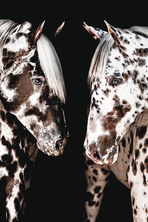 Whether you ride for pleasure or performance, there’s a versatile breed to help you get spotted 😉 See what we did there? Spotted horse breeds are some of today’s most well-known breeds, and it turns out they have a pretty interesting past. Learn more about the Appaloosa, Knabstrupper, and the Pony of the Americas 👇️ #horseillustrated #horsebreeds #appaloosa #knabstrupper #poa Pony Of America, Appaloosa Horse Aesthetic, Peacock Appaloosa, Paint Horse Breed, Knabstrupper Horse, Horses Appaloosa, Unique Horses, Spotted Horse, Rare Horse Breeds