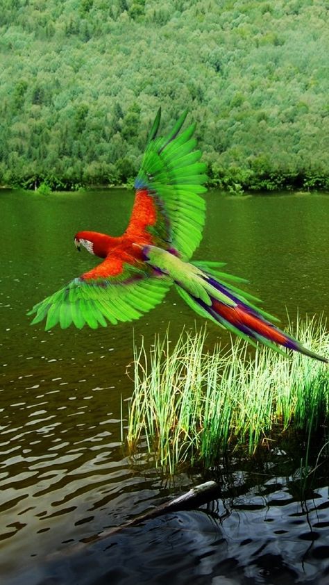 Flying Macaw Phone Wallpaper Lockscreen HD 4K Android iOS Check more at https://phonewallp.com/flying-macaw-phone-wallpaper-lockscreen-hd-4k-android-ios/ Tropical Birds Flying, Macaw Wallpaper, Alt Sketch, Flying Macaw, Macaw Flying, Phone Wallpaper Lockscreen, Flying Parrot, Flying Photography, Parrot Flying